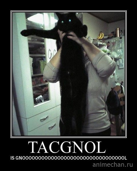 Longcat и Tacgnol