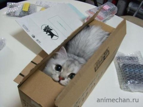Котенок по почте