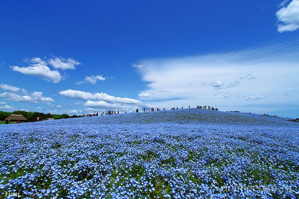 Небо на земле. Hitachi Kaihin Park. Japan