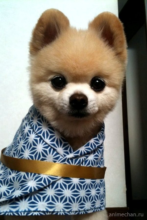 Шунсуке – самый очаровательный пес Японии