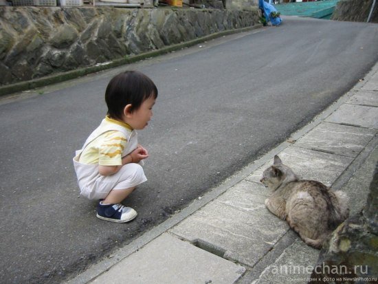 Японцы любят кошек
