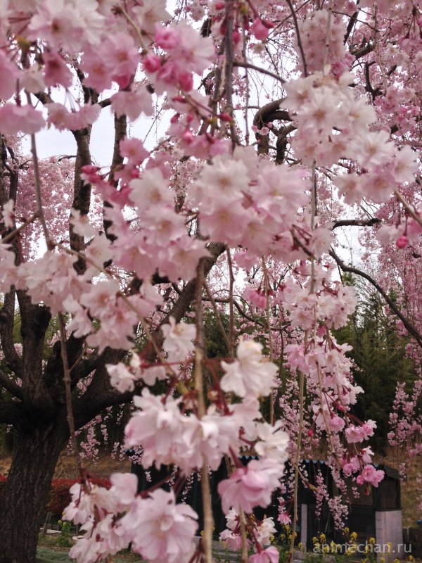 Япония в цвету