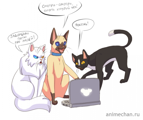 Кошачий интернет