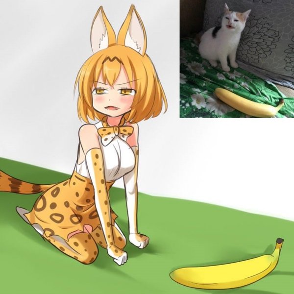 Cat_doesnt_like_banana