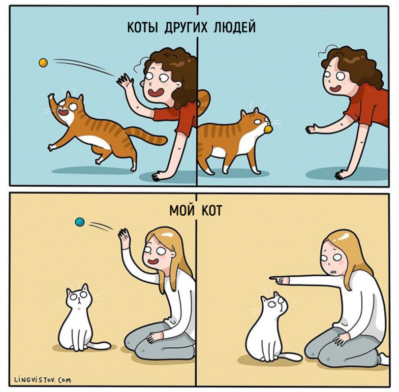 Из жизни котиков