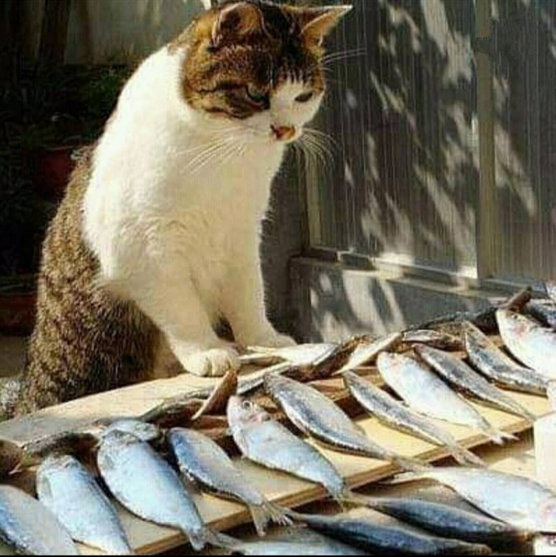 Вы продаете рыбов?