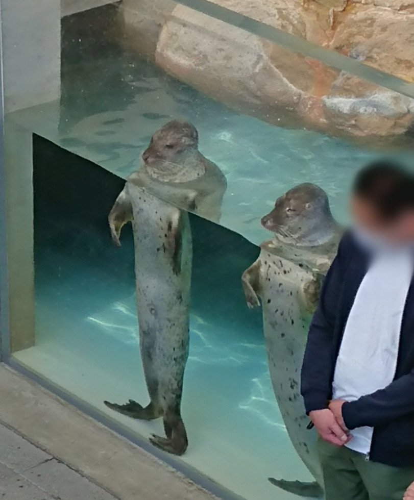 Тюлени в японском зоопарке смотрят, как кормят не их