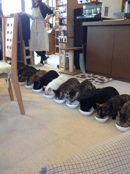 Кафе для кошек