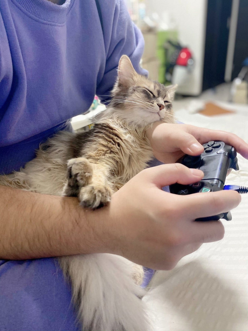 Милашная серия фото того, как котик японца под ником Reol растет с любовью к видеоиграм.