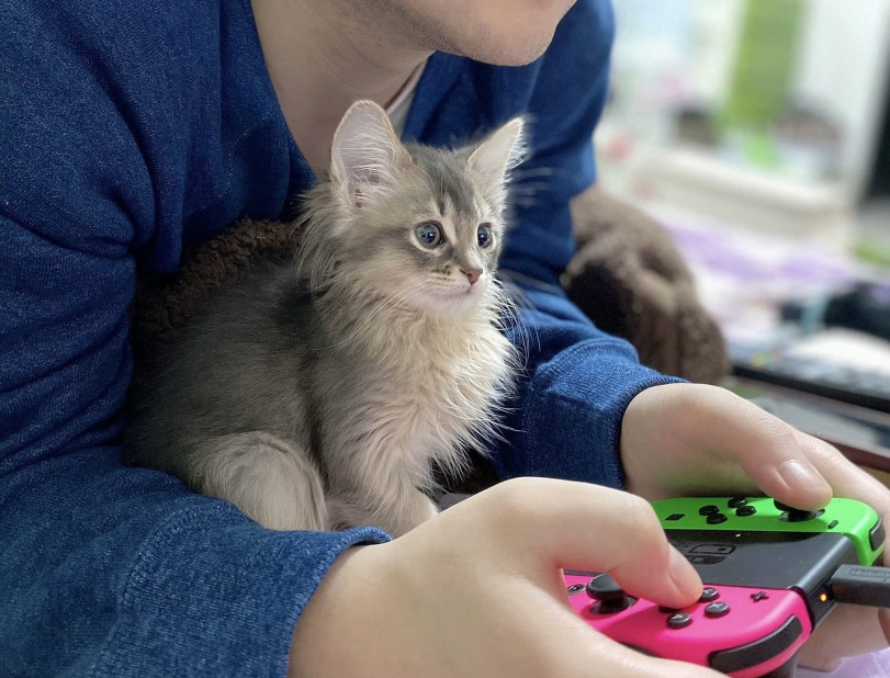 Милашная серия фото того, как котик японца под ником Reol растет с любовью к видеоиграм.