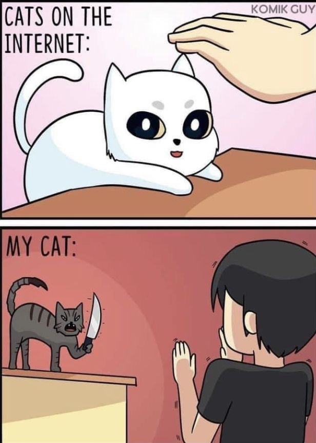 Кошки в интернете VS моя кошка