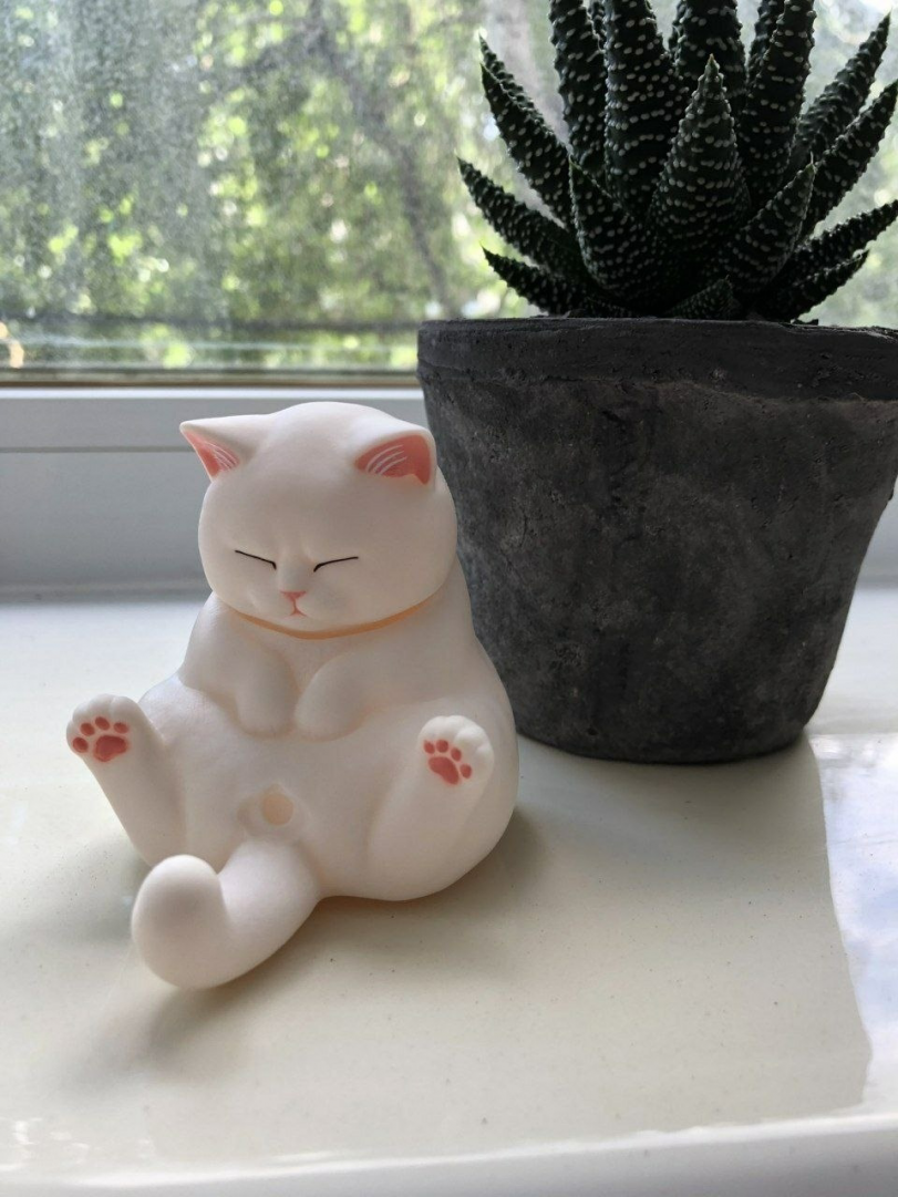 Котик, смотрящий на свою пипку